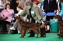 Crufts2011 073